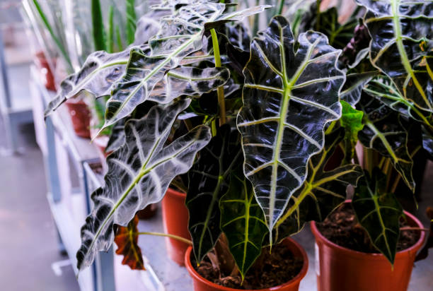 Alocasia Amazonica, southeast asian plant, Elephant's Ear, African Mask, houseplant plant in a pot close-up. Sale in the store. Selective focus.