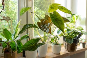 Indoor gardening of Alocasia plants Green houseplants. Modern room decor, interior. Lifestyle, Still life with plants