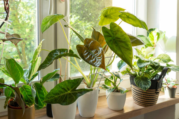  Indoor gardening of Alocasia plants Green houseplants. Modern room decor, interior. Lifestyle, Still life with plants