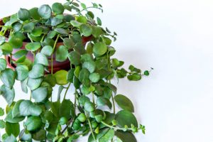 Hoya houseplant isolated on white background.