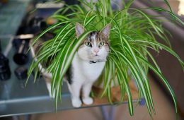 cat playing in spider plant