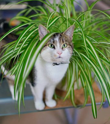 cat playing in spider plant