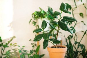 Ficus elastica in a clay terracotta flower pot stands on a wooden stand for flowers in the living room against the backdrop of many home plants. Home plants care concept.