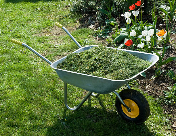 Wheelbarrow containing grass clippings to be used for mulching a flower bed