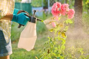 Woman with hand sprayer spraying rose bushes protecting plants from insect pests and fungal diseases