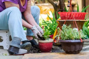 Senior woman gardening in backyard.