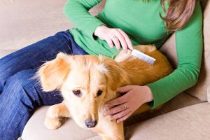 Young girl sitting on couch and combing her dog