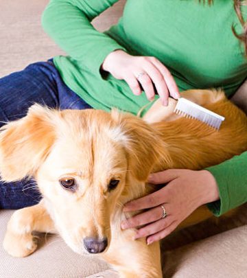 Young girl sitting on couch and combing her dog