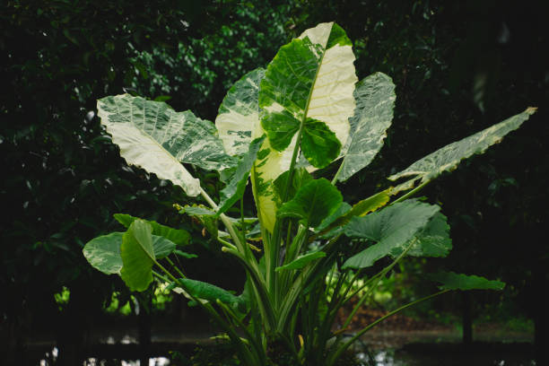 In the garden, an isolated Alocasia macrorrhizos stood tall, its striking foliage a vivid testament to tropical nature, showcasing the beauty of resilient plant life.