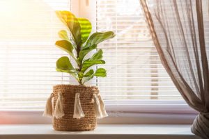 Ficus lyrata on a windowsill close-up. Detail of scandinavian interior and copy space. A flower pot in a wicker basket with fringe on a window with shutters.