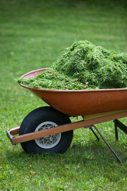 A detail of the front of a wheelbarrow with fresh summer grass clippings from the lawn.