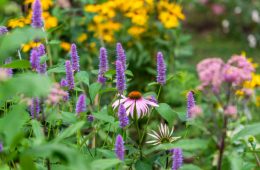 Floral display with agastache and echinacea in focus