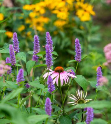 Floral display with agastache and echinacea in focus