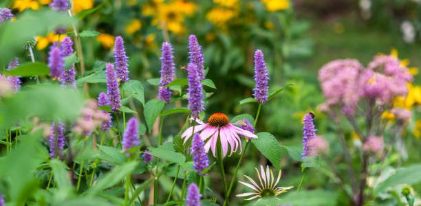 Floral display with agastache and echinacea in focus