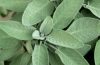 A guide to growing and using sage | SA Garden and Home