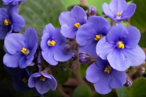 bunch of violets