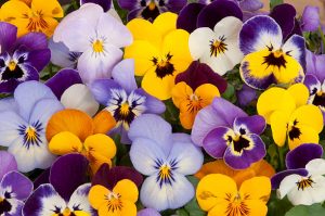 Violets in garden