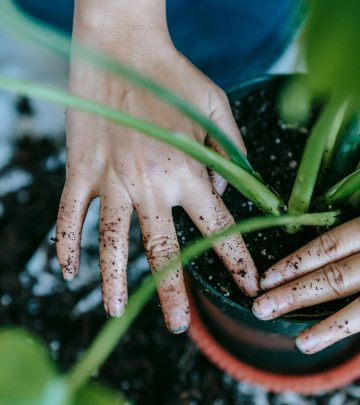 When to repot your plants