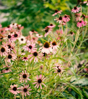 Echinacea