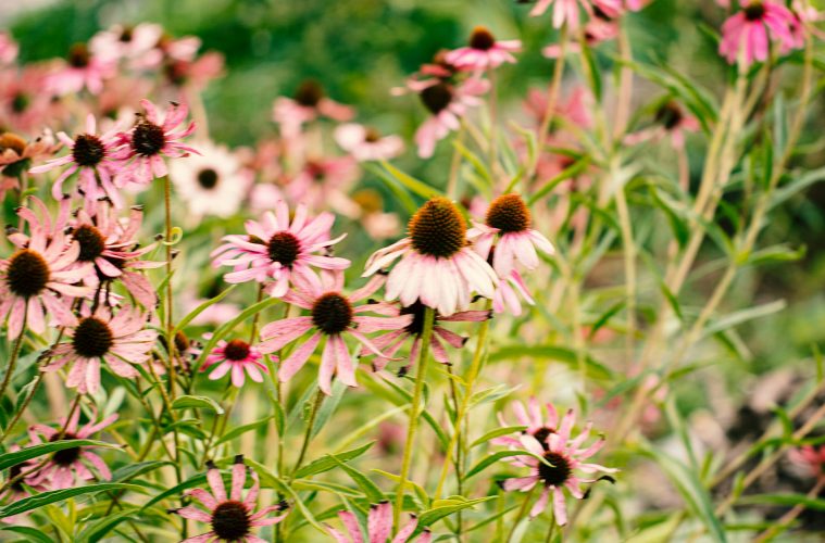 Echinacea