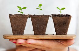 Soil blocking transplanting technique