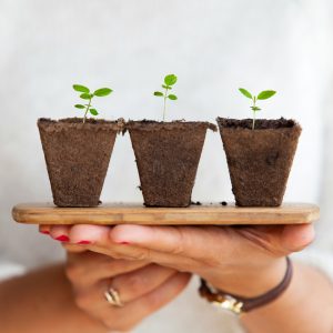 Soil blocking transplanting technique