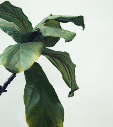 Leafs of aFiddle leaf figs houseplant