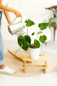 Monstera deliciosa