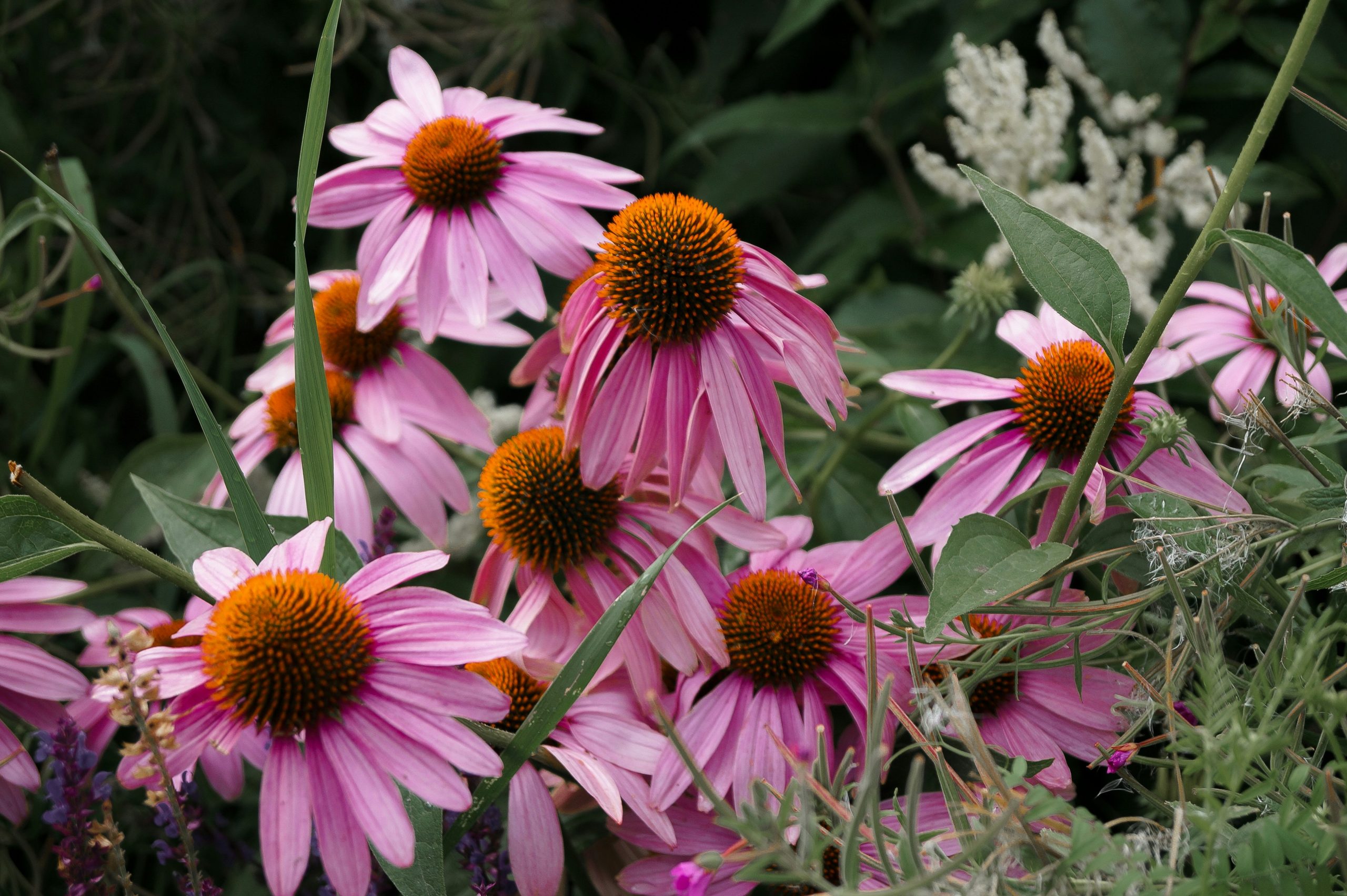 Echinacea