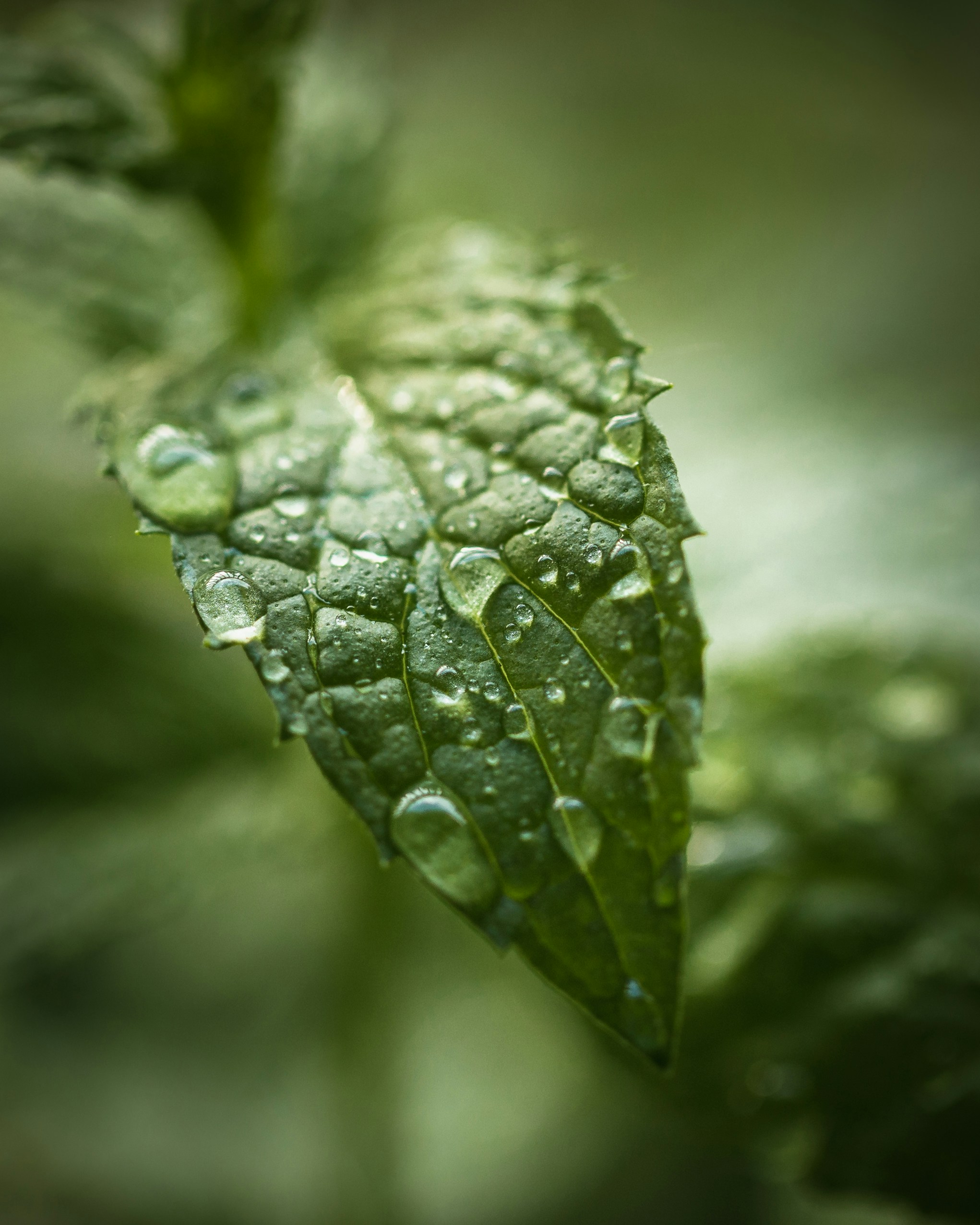 Peppermint leaves 