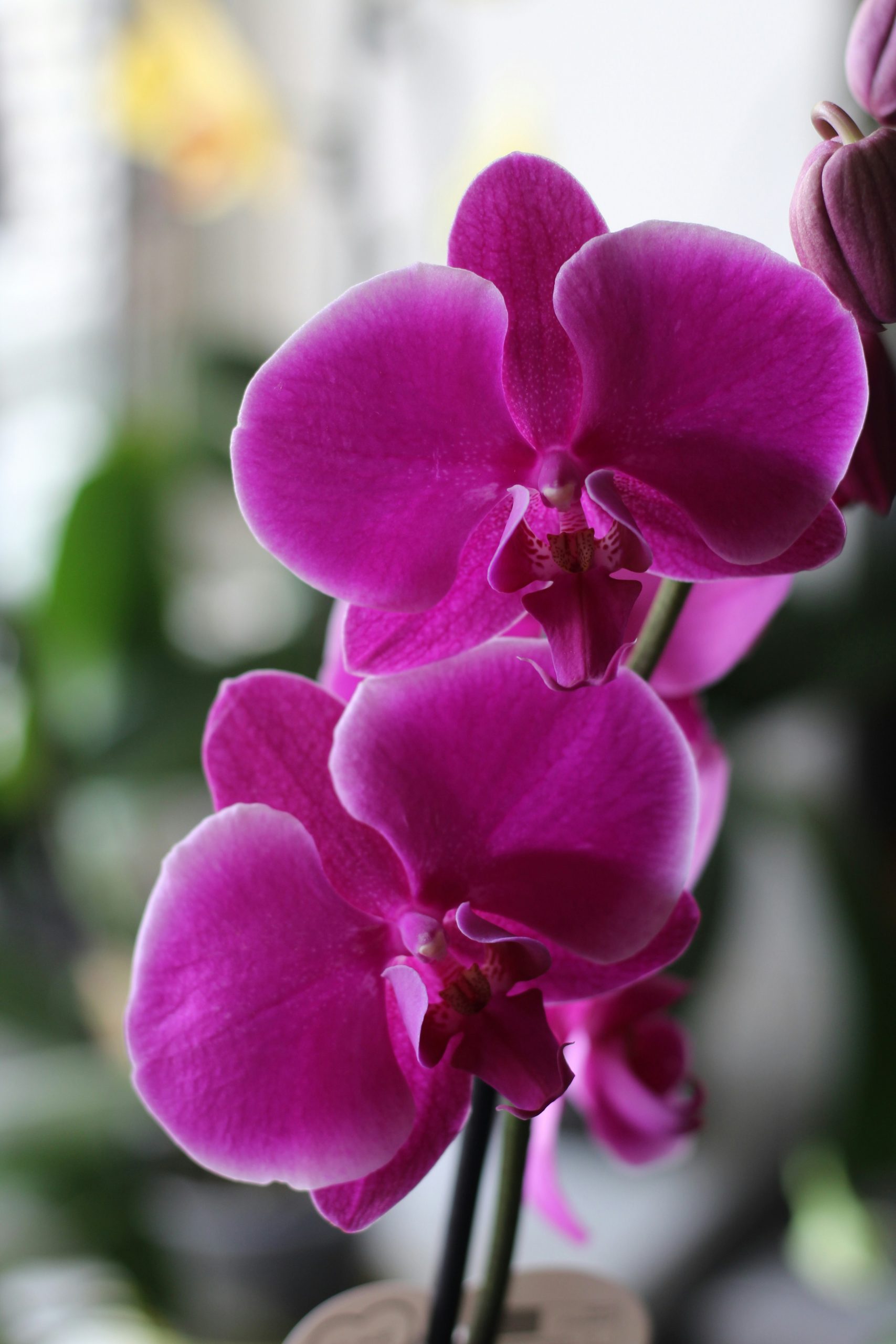 Purple Orchids