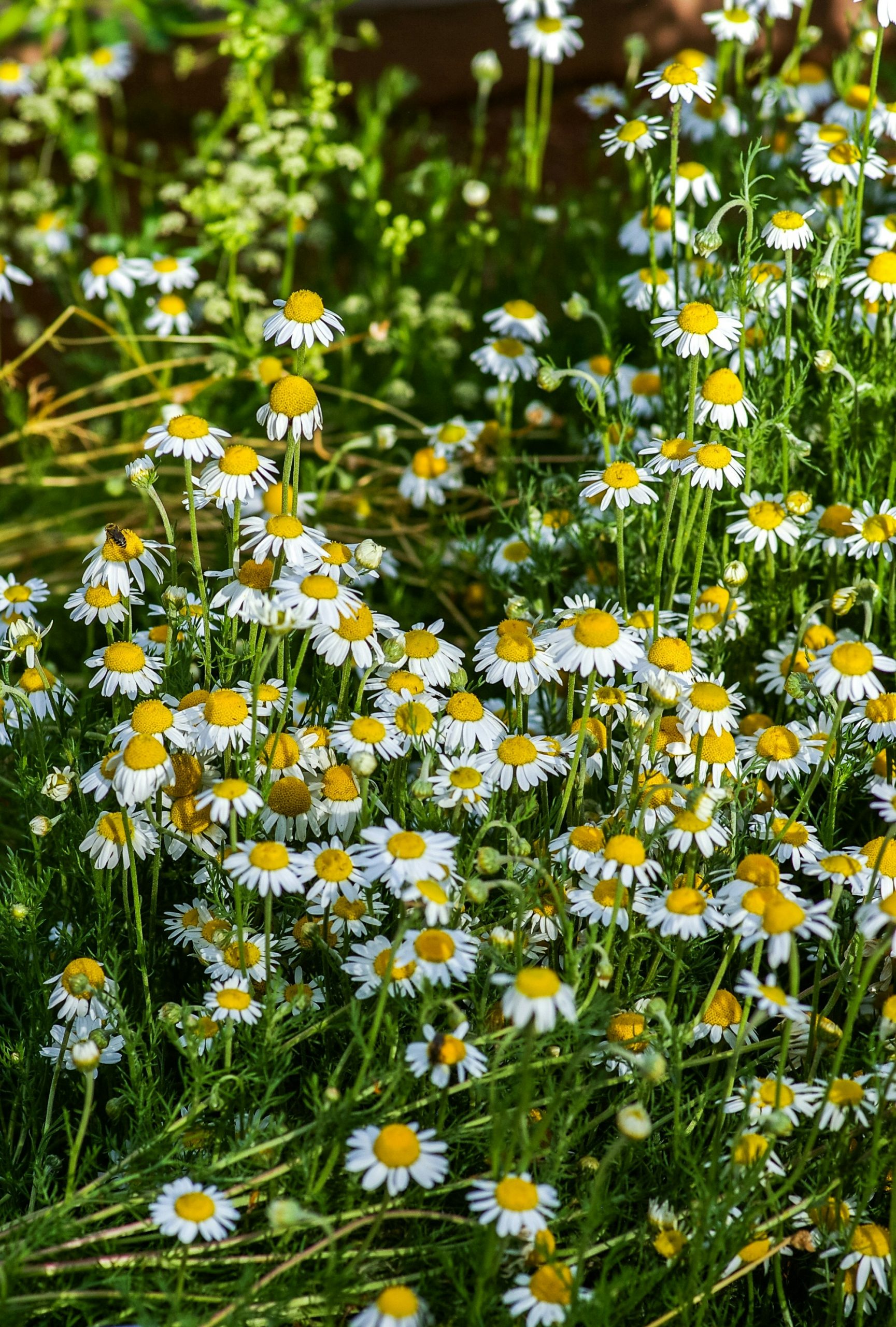 Chamomile flowers in a garden