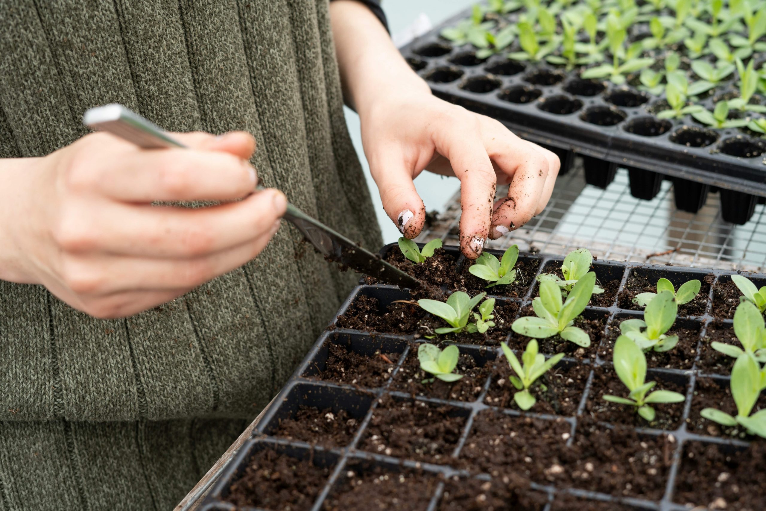 Soil blocking germinated seeds