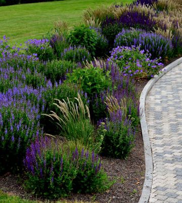 bed of colorful prairie flowers in an urban environment attractive to insects and butterflies, mulched by gravel. on the corners of the essential oil large boulders against crossing the edges , centranthus ruber, coccineus, albus, eremurus, robustus, melica ciliata, geranium endressii, salvia, nemorosa, mainacht, sedum telephium, magnigicum, himalaicus