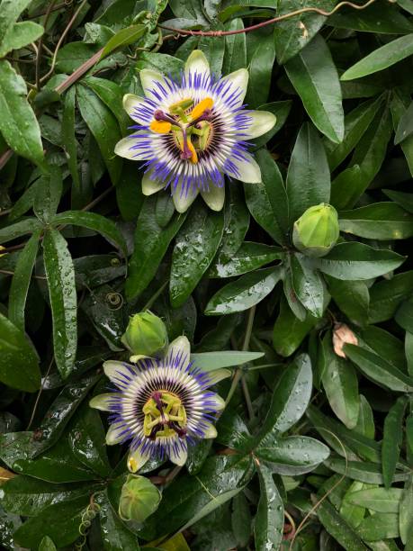 Close shot of the beautiful blue passionflower.