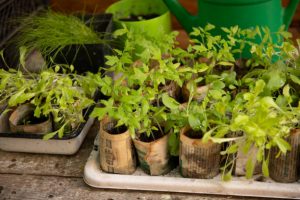 Young tomato seedlings in a paper boxes. Spring plants