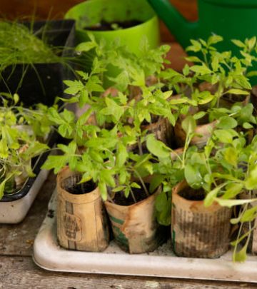 Young tomato seedlings in a paper boxes. Spring plants