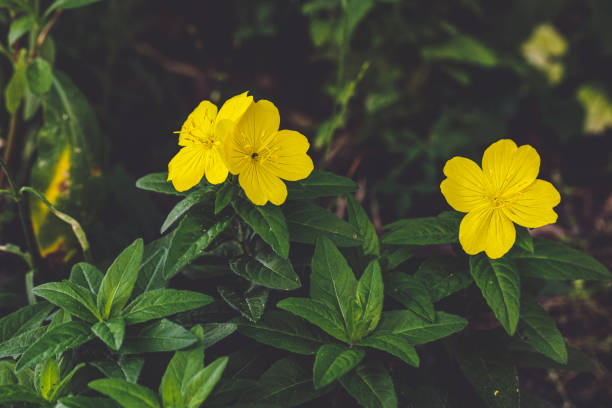 Flowers in the garden