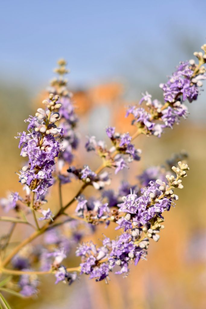 Vitex (Chaste Tree Berry