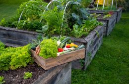 Raw organic farmers box on domestic garden.