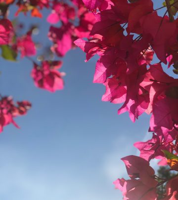 Bougainvillea vines