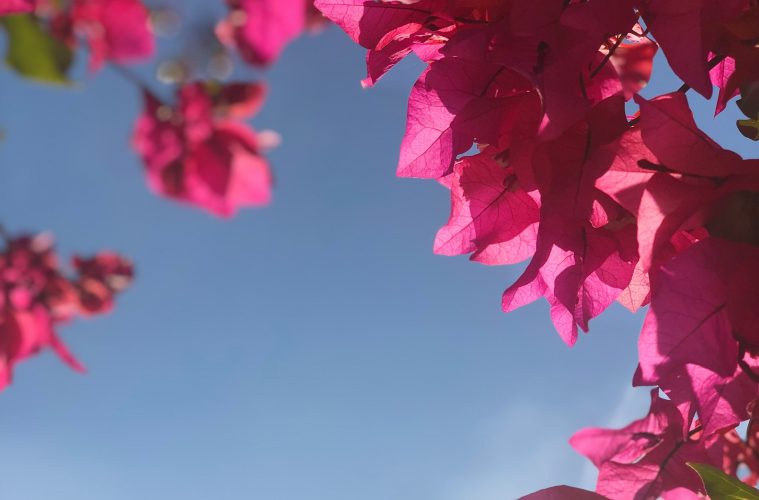 Bougainvillea vines