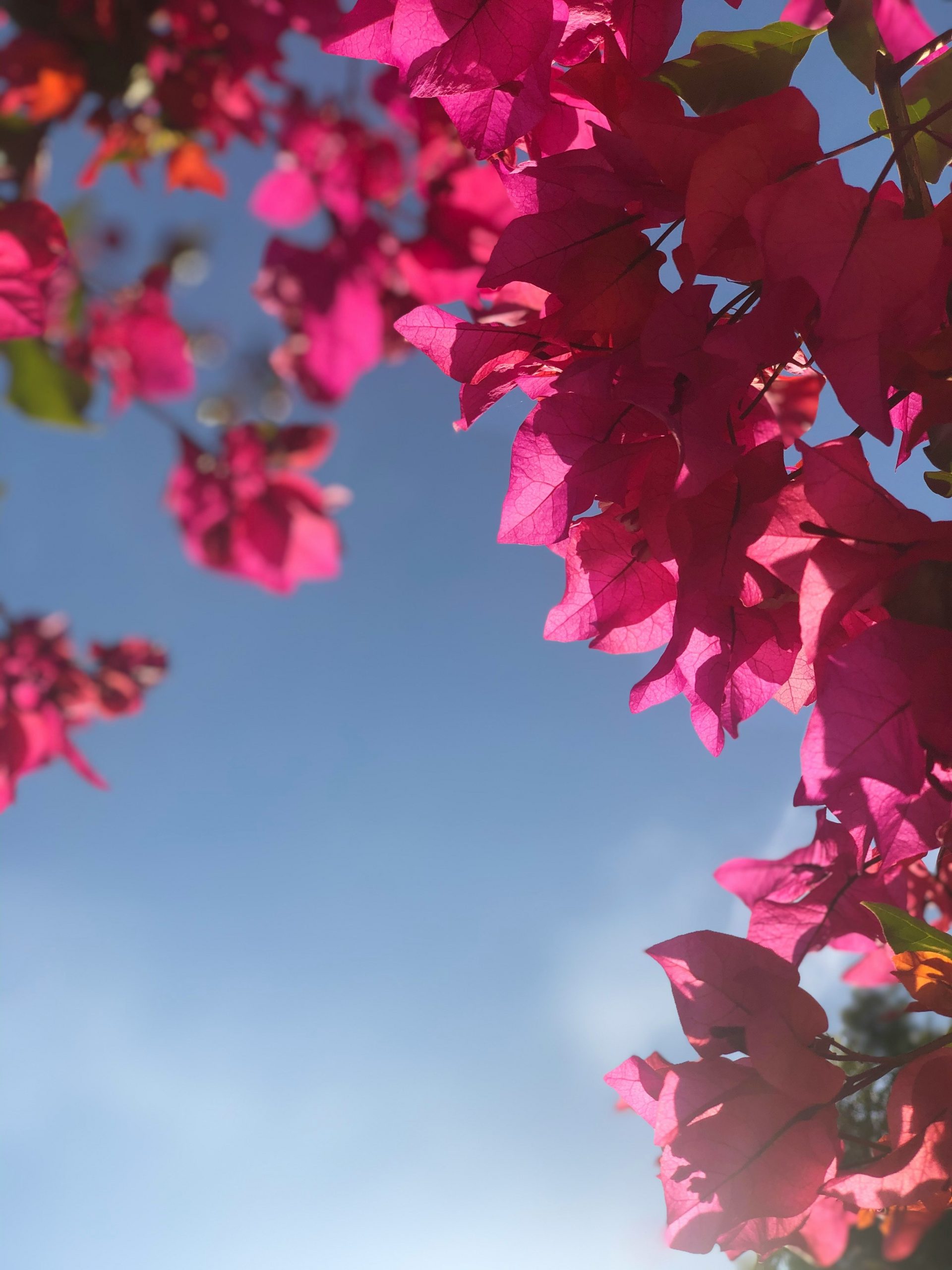 Bougainvillea vines 