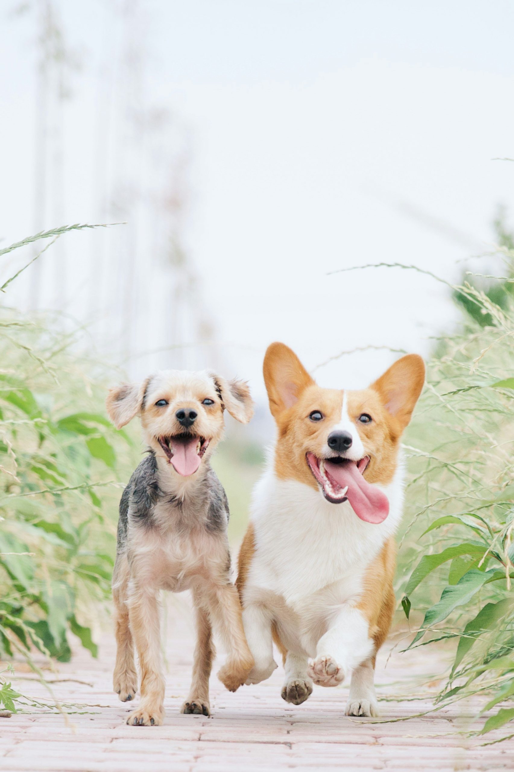 Dogs running through garden paving 