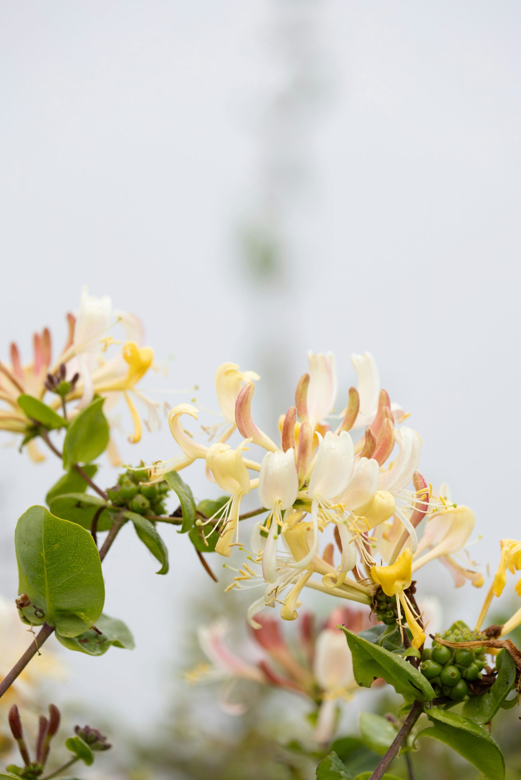 Honeysuckle plants 