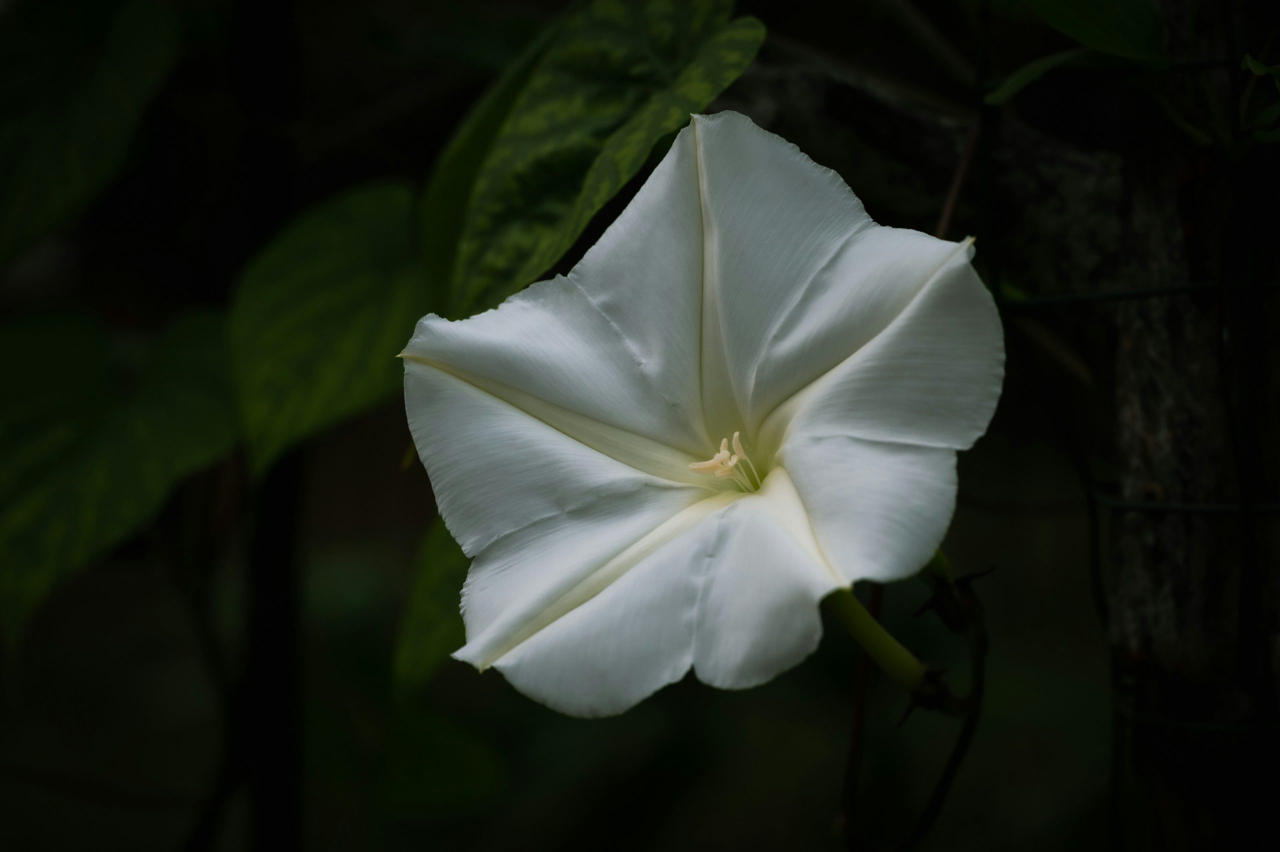 Moonflower