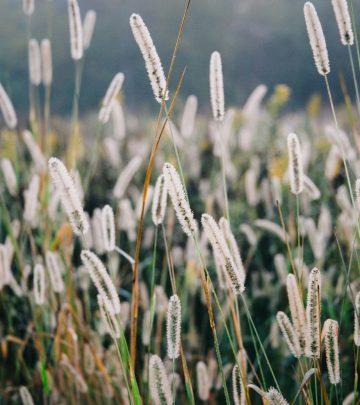 Moisture-Loving plants