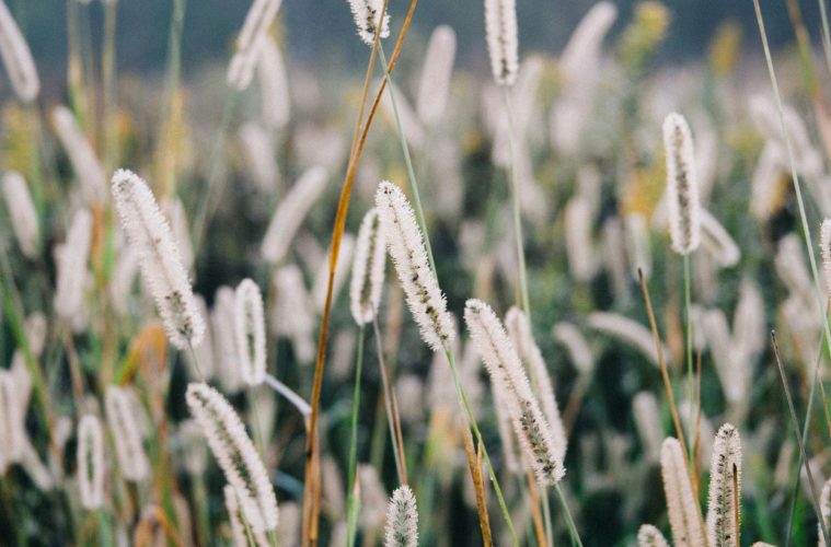 Moisture-Loving plants