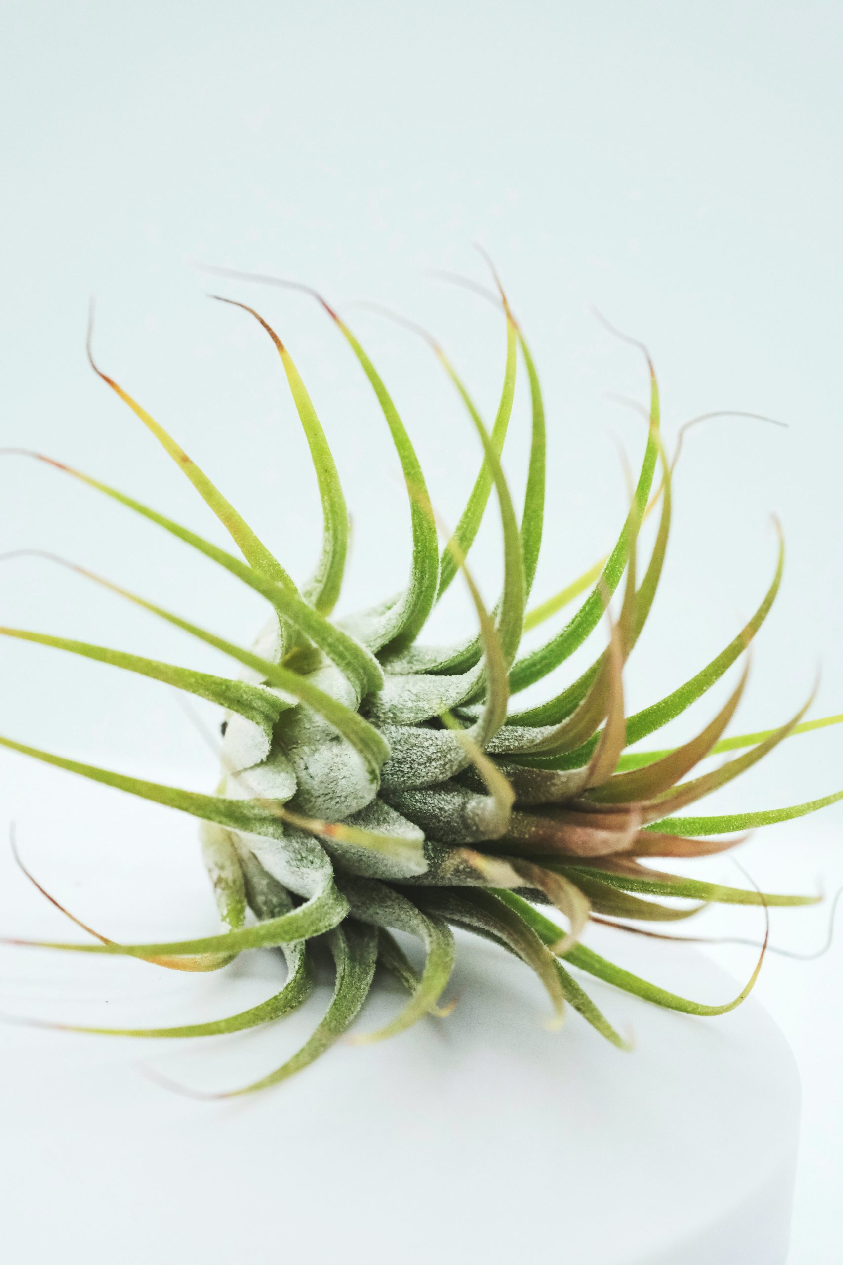 Air plants 