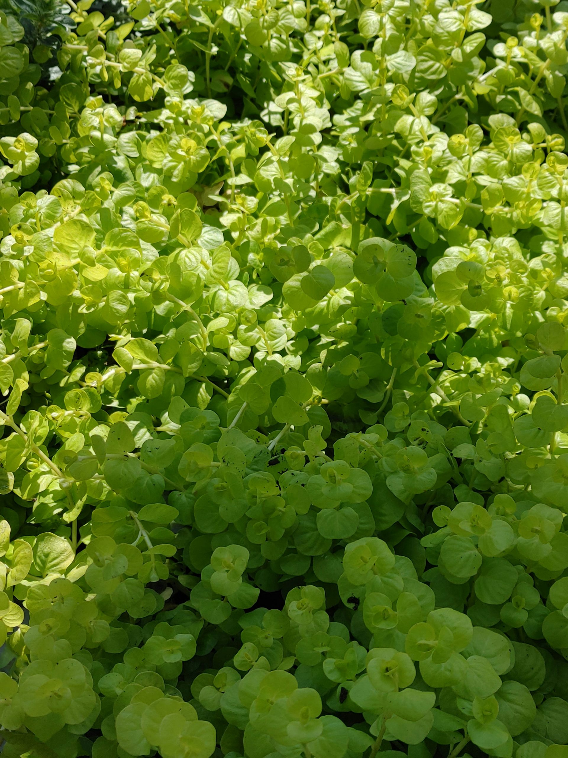 Creeping Jenny ground covers